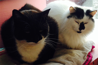 Home visits for cat - Jeremy and Snowball, 2 outside cats